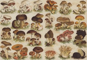 Edible Mushrooms by German School